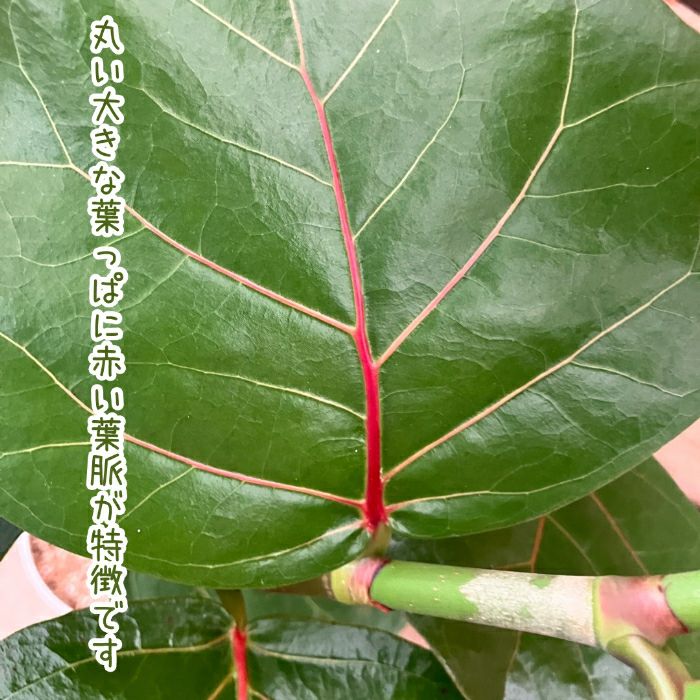 観葉植物現品販売