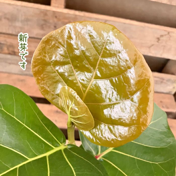 観葉植物現品販売