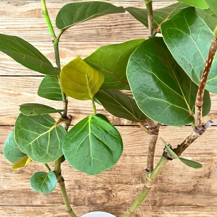 観葉植物現品販売