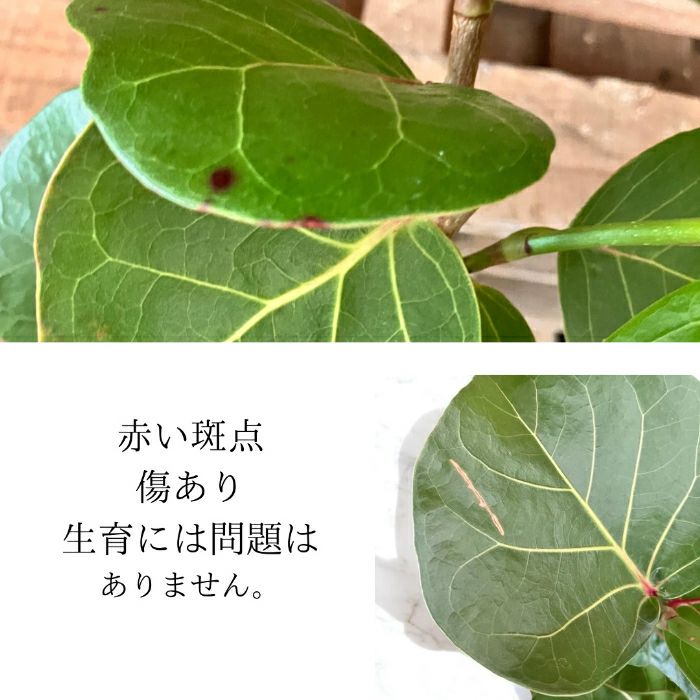 観葉植物現品販売