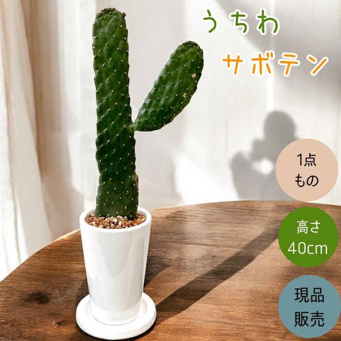 観葉植物現品販売