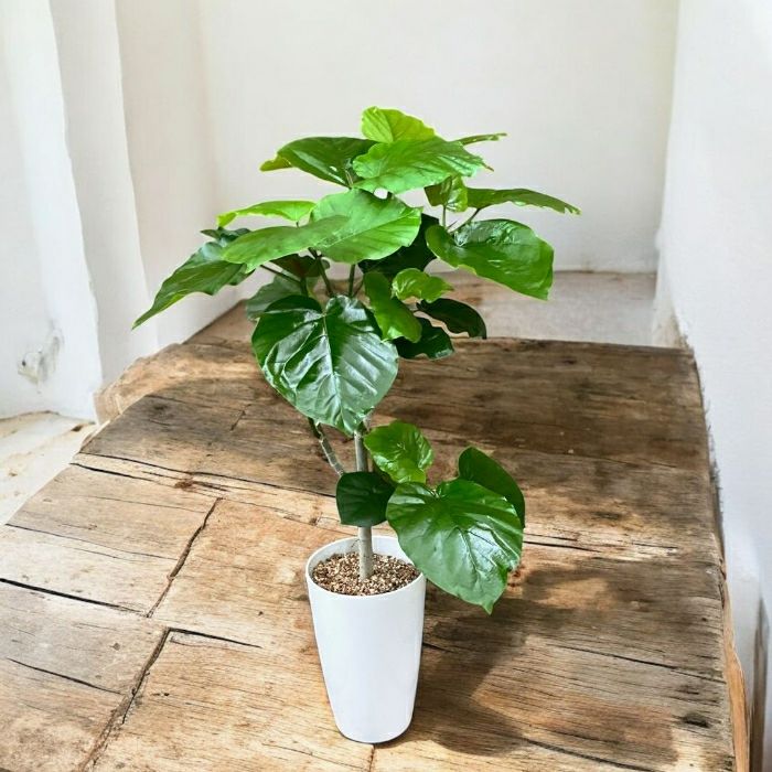 観葉植物現品販売