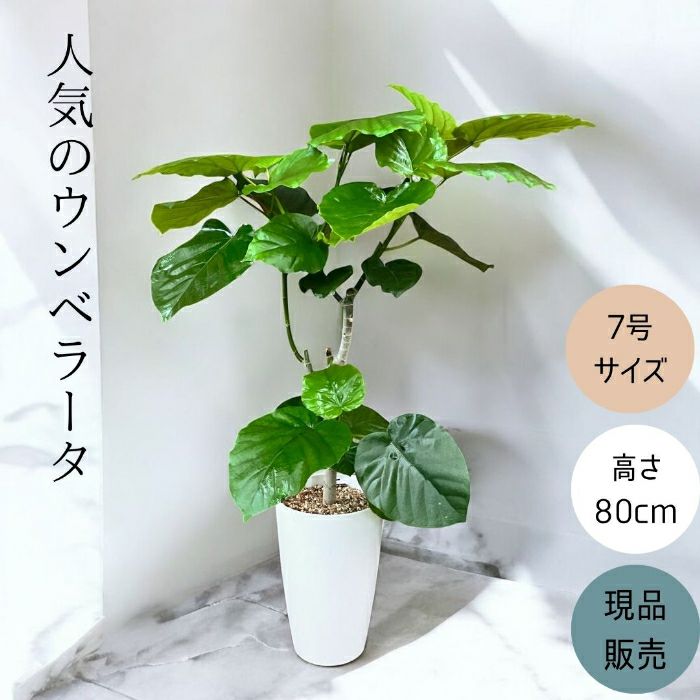 観葉植物現品販売