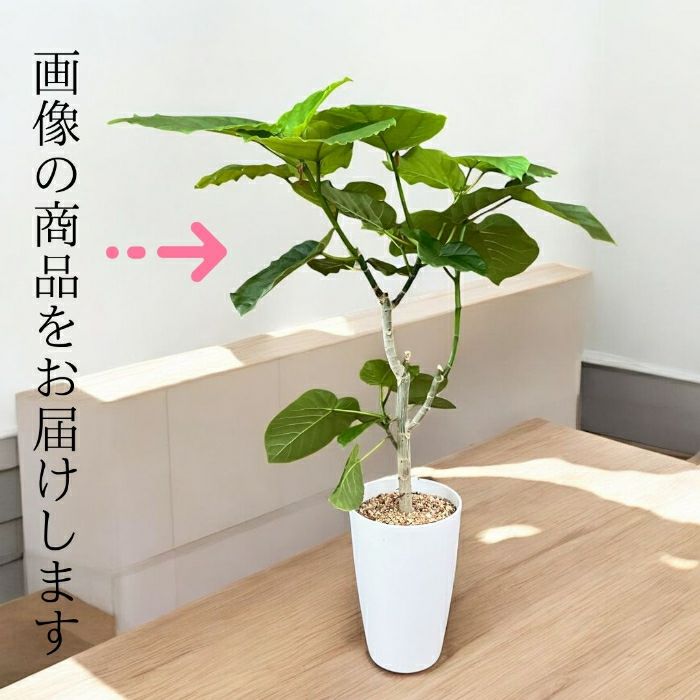 観葉植物現品販売