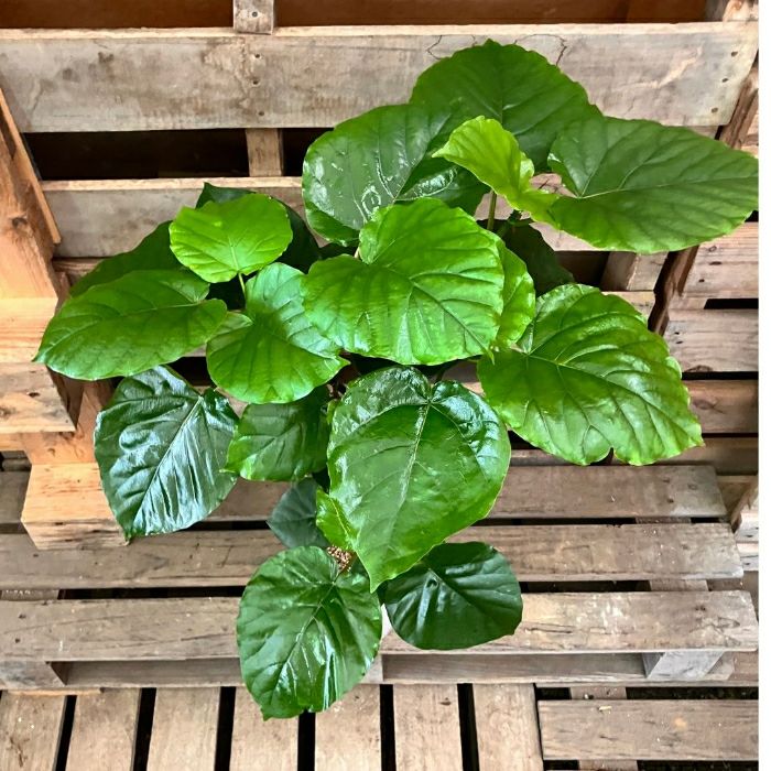 観葉植物現品販売