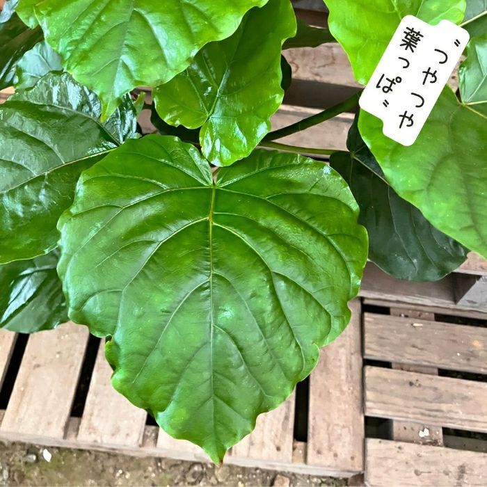 観葉植物現品販売