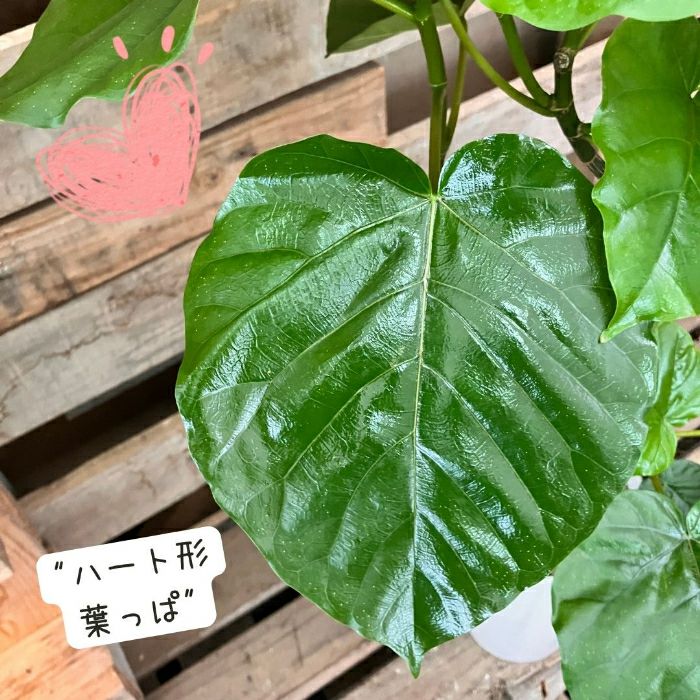 観葉植物現品販売