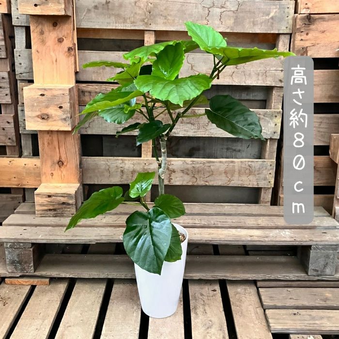 観葉植物現品販売