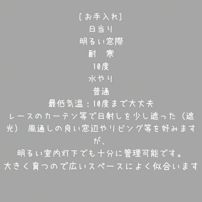 観葉植物現品販売