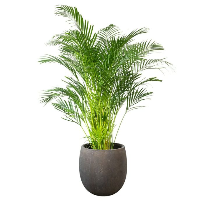 アレカヤシ 10号鉢 ファイバーストーン(陶器)鉢カバー付き 観葉植物 本物