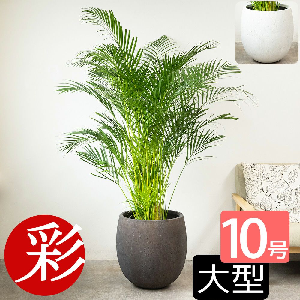 アレカヤシ 10号鉢 ファイバーストーン(陶器)鉢カバー付き 観葉植物 本物
