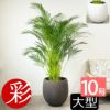 アレカヤシ 10号鉢 ファイバーストーン(陶器)鉢カバー付き 観葉植物 本物