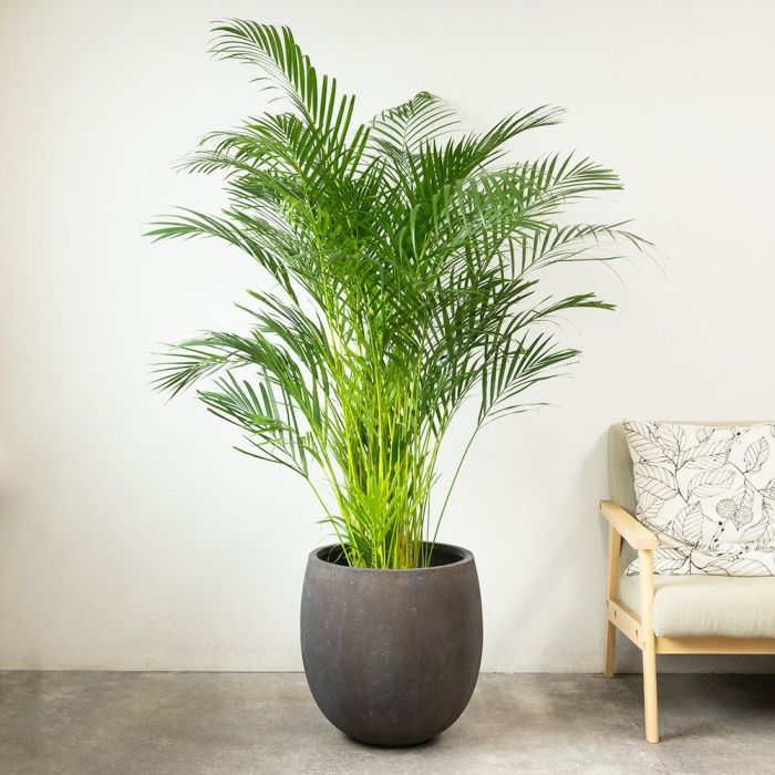 アレカヤシ 10号鉢 ファイバーストーン(陶器)鉢カバー付き 観葉植物 本物