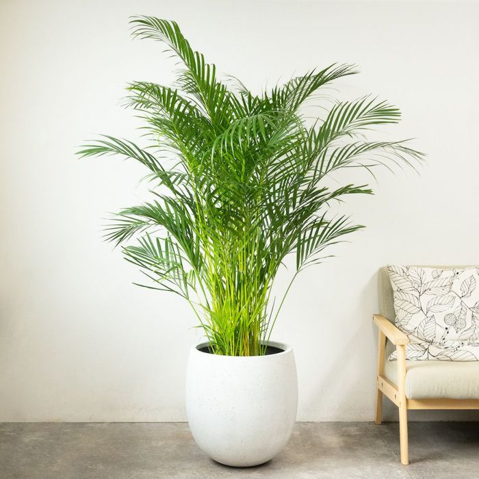 アレカヤシ 10号鉢 ファイバーストーン(陶器)鉢カバー付き 観葉植物 本物