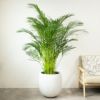 アレカヤシ 10号鉢 ファイバーストーン(陶器)鉢カバー付き 観葉植物 本物