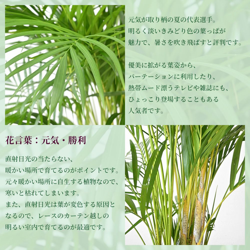 アレカヤシ 10号鉢 ファイバーストーン(陶器)鉢カバー付き 観葉植物 本物