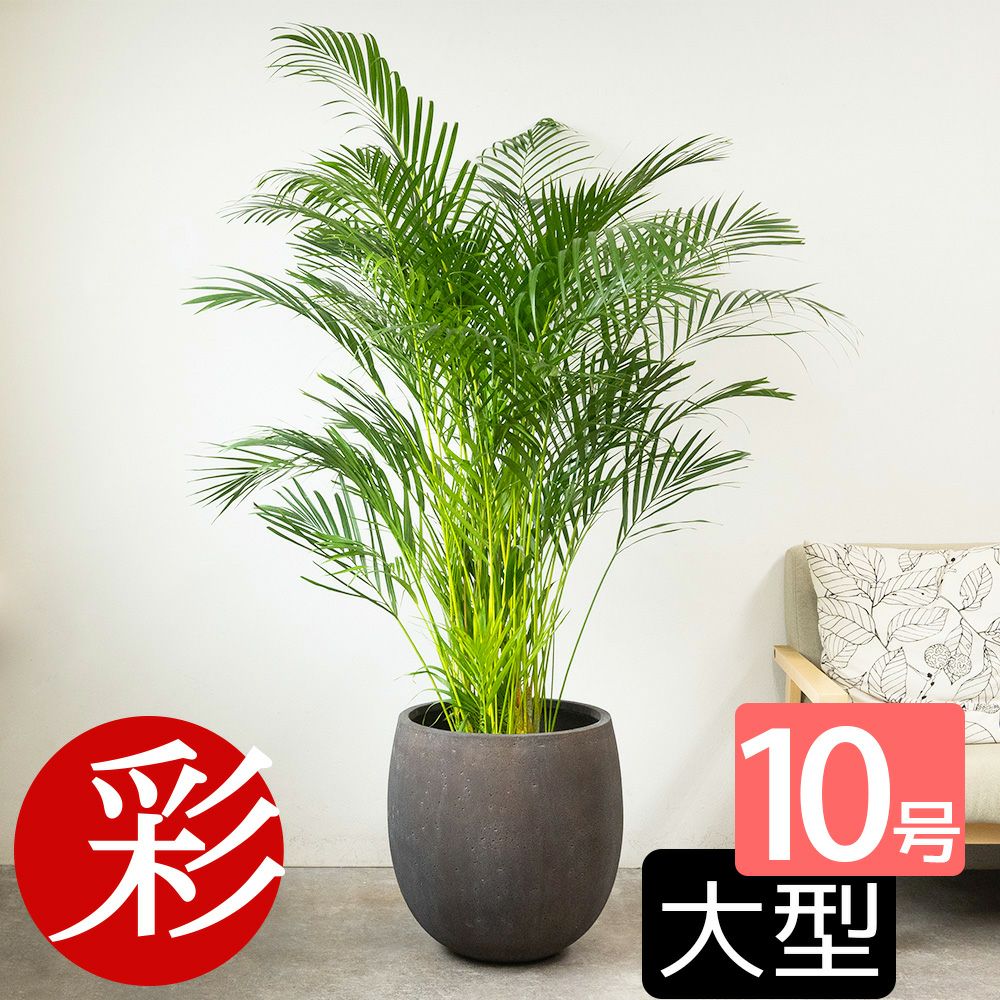 アレカヤシ 10号鉢 ファイバーストーン(陶器)鉢カバー付き 観葉植物 本物