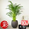 アレカヤシ 10号鉢 ファイバーストーン(陶器)鉢カバー付き 観葉植物 本物