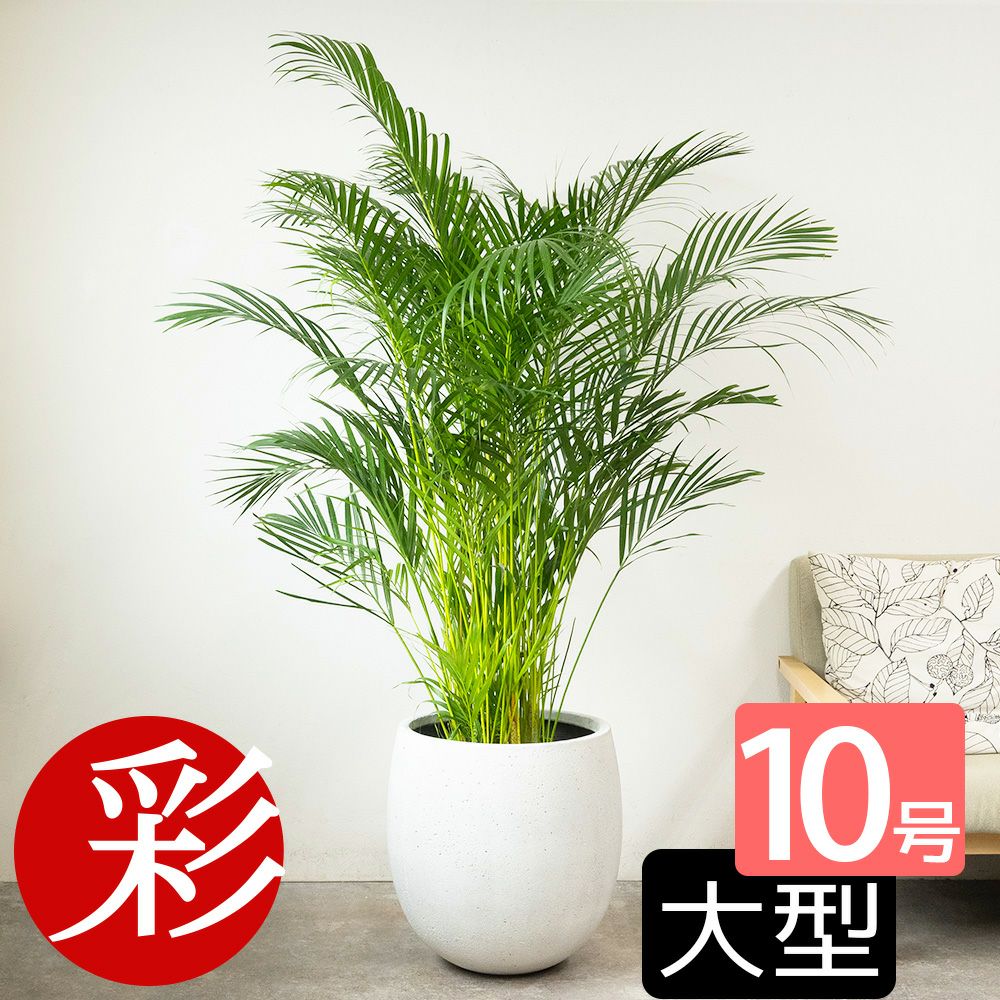 アレカヤシ 10号鉢 ファイバーストーン(陶器)鉢カバー付き 観葉植物 本物