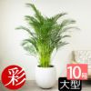 アレカヤシ 10号鉢 ファイバーストーン(陶器)鉢カバー付き 観葉植物 本物