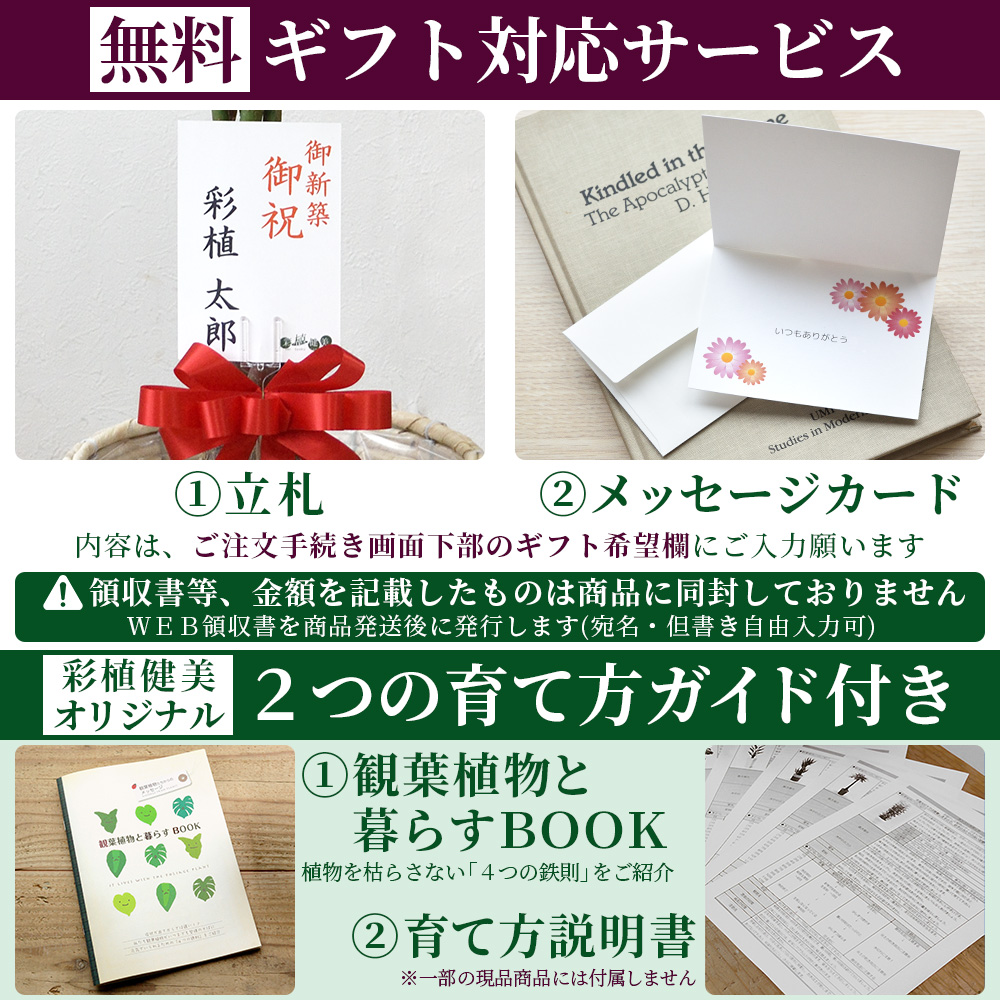 アレカヤシ 10号鉢 ファイバーストーン(陶器)鉢カバー付き 観葉植物 本物