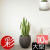 サンスベリア・ローレンティー 10号鉢 ファイバーストーン(陶器)鉢カバー付き 観葉植物 本物