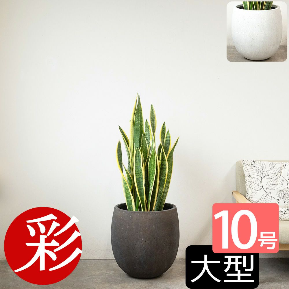 サンスベリア・ローレンティー 10号鉢 ファイバーストーン(陶器)鉢カバー付き 観葉植物 本物