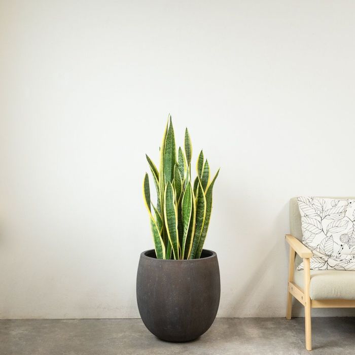 サンスベリア・ローレンティー 10号鉢 ファイバーストーン(陶器)鉢カバー付き 観葉植物 本物
