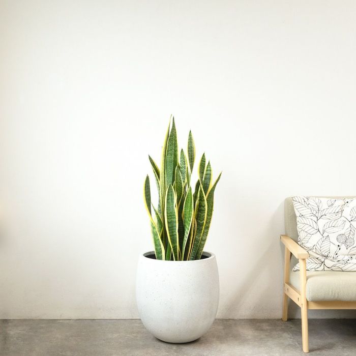 サンスベリア・ローレンティー 10号鉢 ファイバーストーン(陶器)鉢カバー付き 観葉植物 本物