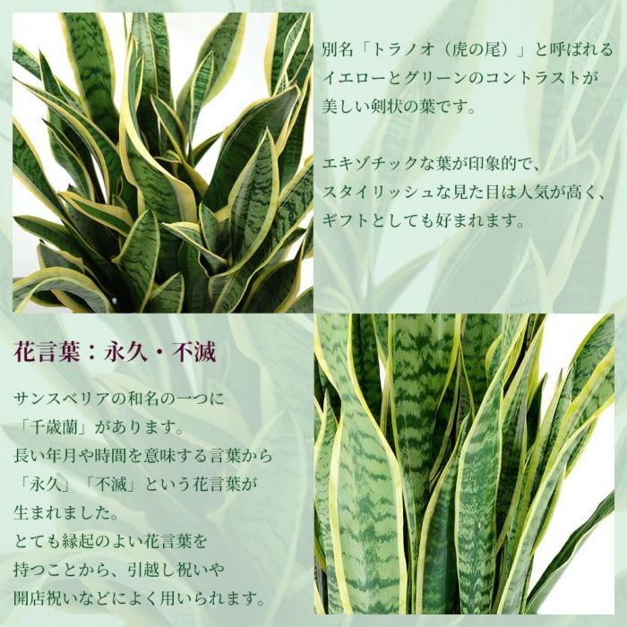 サンスベリア・ローレンティー 10号鉢 ファイバーストーン(陶器)鉢カバー付き 観葉植物 本物