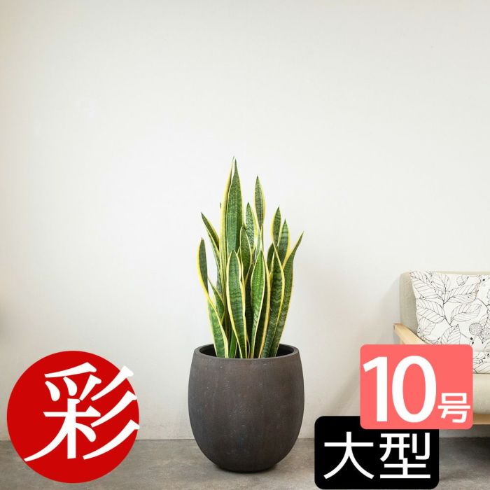 サンスベリア・ローレンティー 10号鉢 ファイバーストーン(陶器)鉢カバー付き 観葉植物 本物