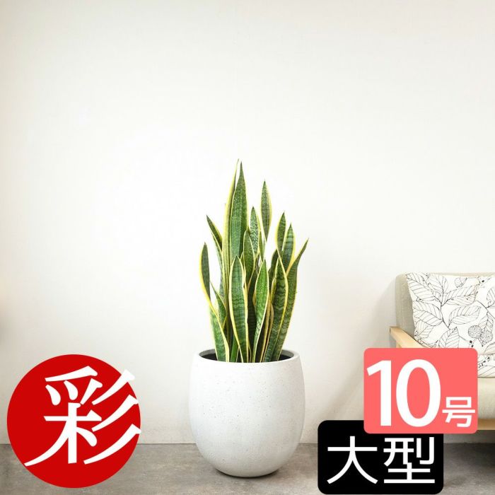 サンスベリア・ローレンティー 10号鉢 ファイバーストーン(陶器)鉢カバー付き 観葉植物 本物