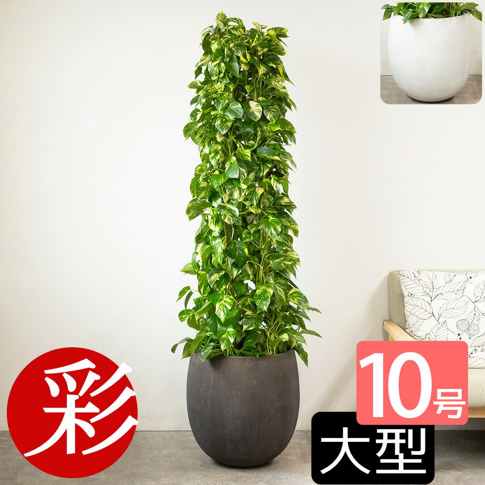ポトス・タワー仕立て 10号鉢 ファイバーストーン(陶器)鉢カバー付き 観葉植物 本物