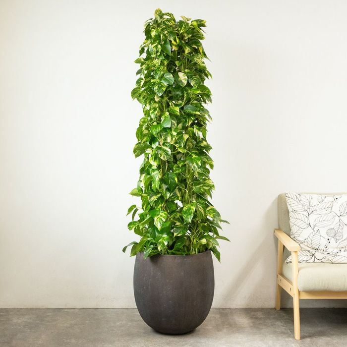 ポトス・タワー仕立て 10号鉢 ファイバーストーン(陶器)鉢カバー付き 観葉植物 本物