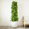 ポトス・タワー仕立て 10号鉢 ファイバーストーン(陶器)鉢カバー付き 観葉植物 本物