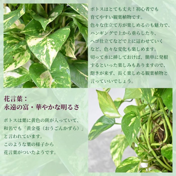 ポトス・タワー仕立て 10号鉢 ファイバーストーン(陶器)鉢カバー付き 観葉植物 本物