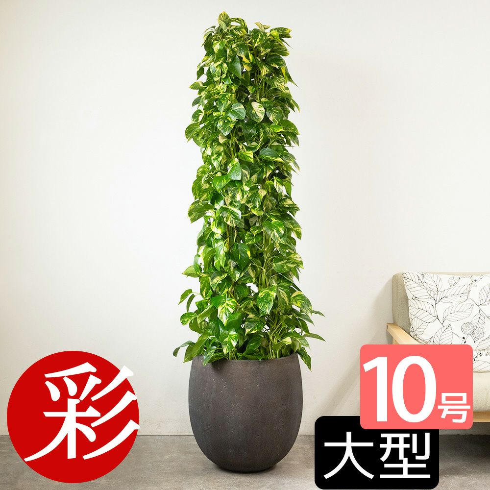 ポトス・タワー仕立て 10号鉢 ファイバーストーン(陶器)鉢カバー付き 観葉植物 本物