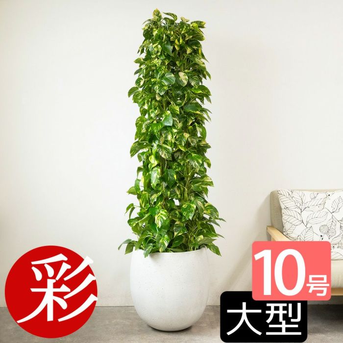 ポトス・タワー仕立て 10号鉢 ファイバーストーン(陶器)鉢カバー付き 観葉植物 本物