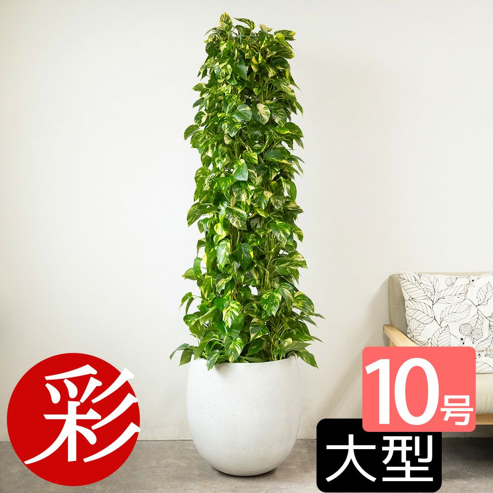 ポトス・タワー仕立て 10号鉢 ファイバーストーン(陶器)鉢カバー付き 観葉植物 本物
