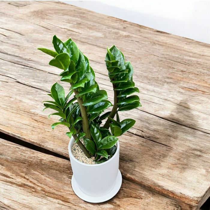 観葉植物現品販売