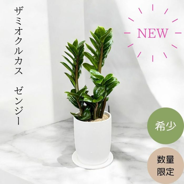 観葉植物現品販売
