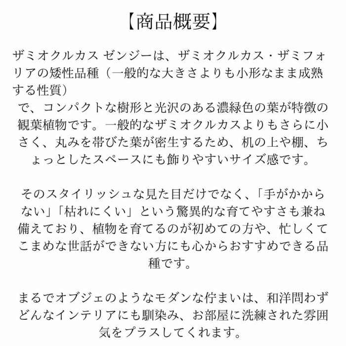 観葉植物現品販売