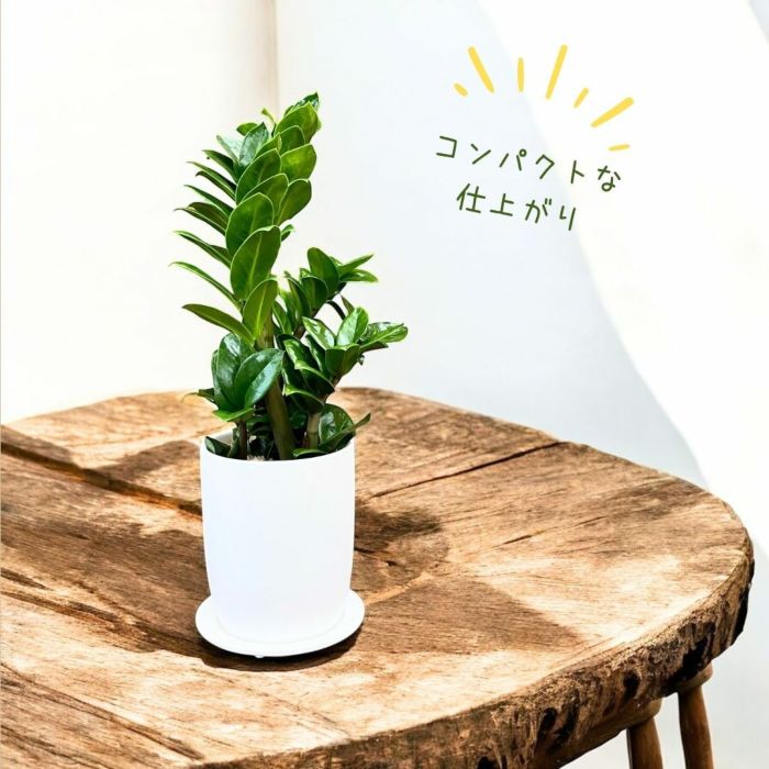 観葉植物現品販売