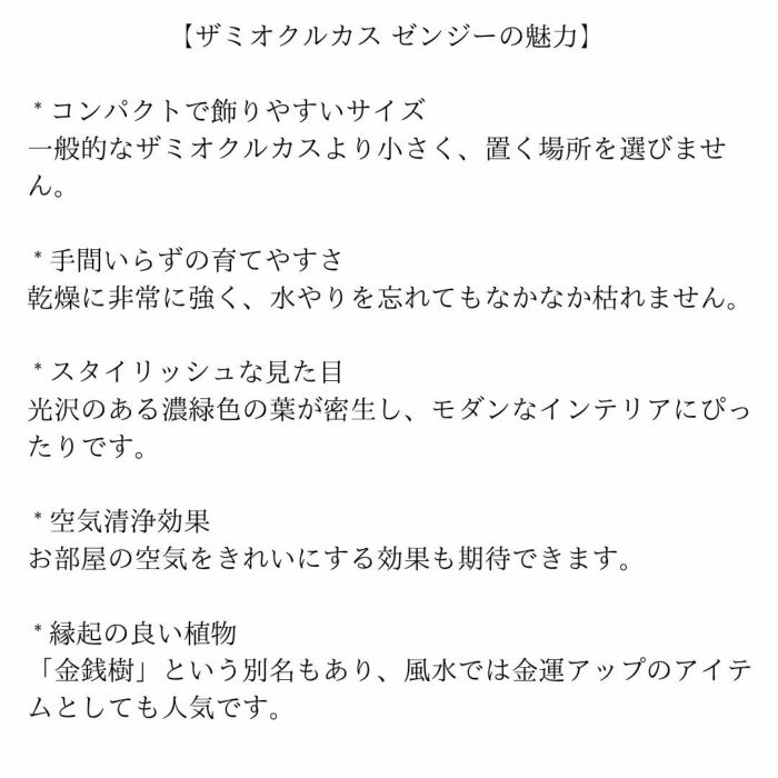 観葉植物現品販売