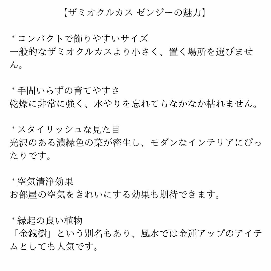 観葉植物現品販売