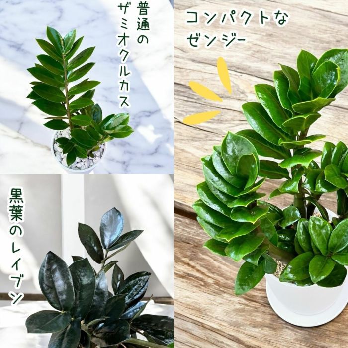 観葉植物現品販売