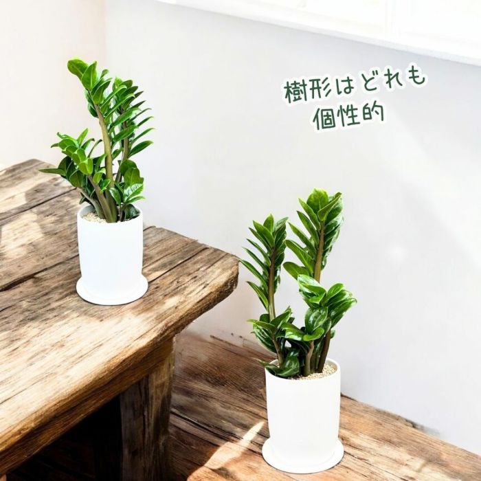 観葉植物現品販売