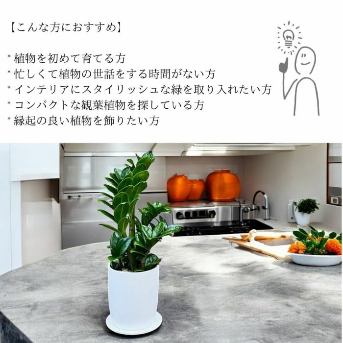 観葉植物現品販売