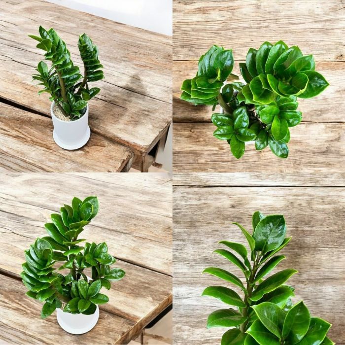 観葉植物現品販売