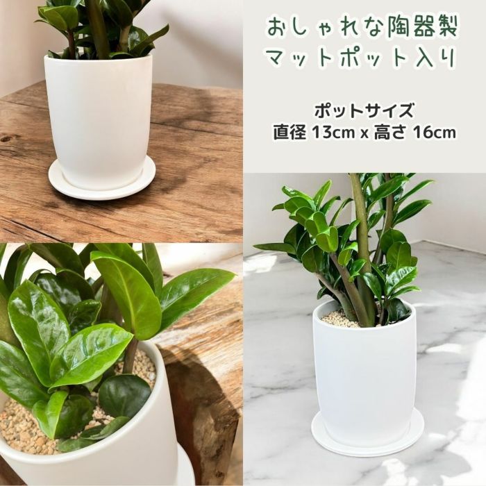 観葉植物現品販売
